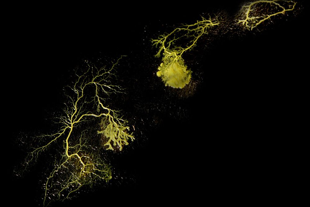 Biodesign