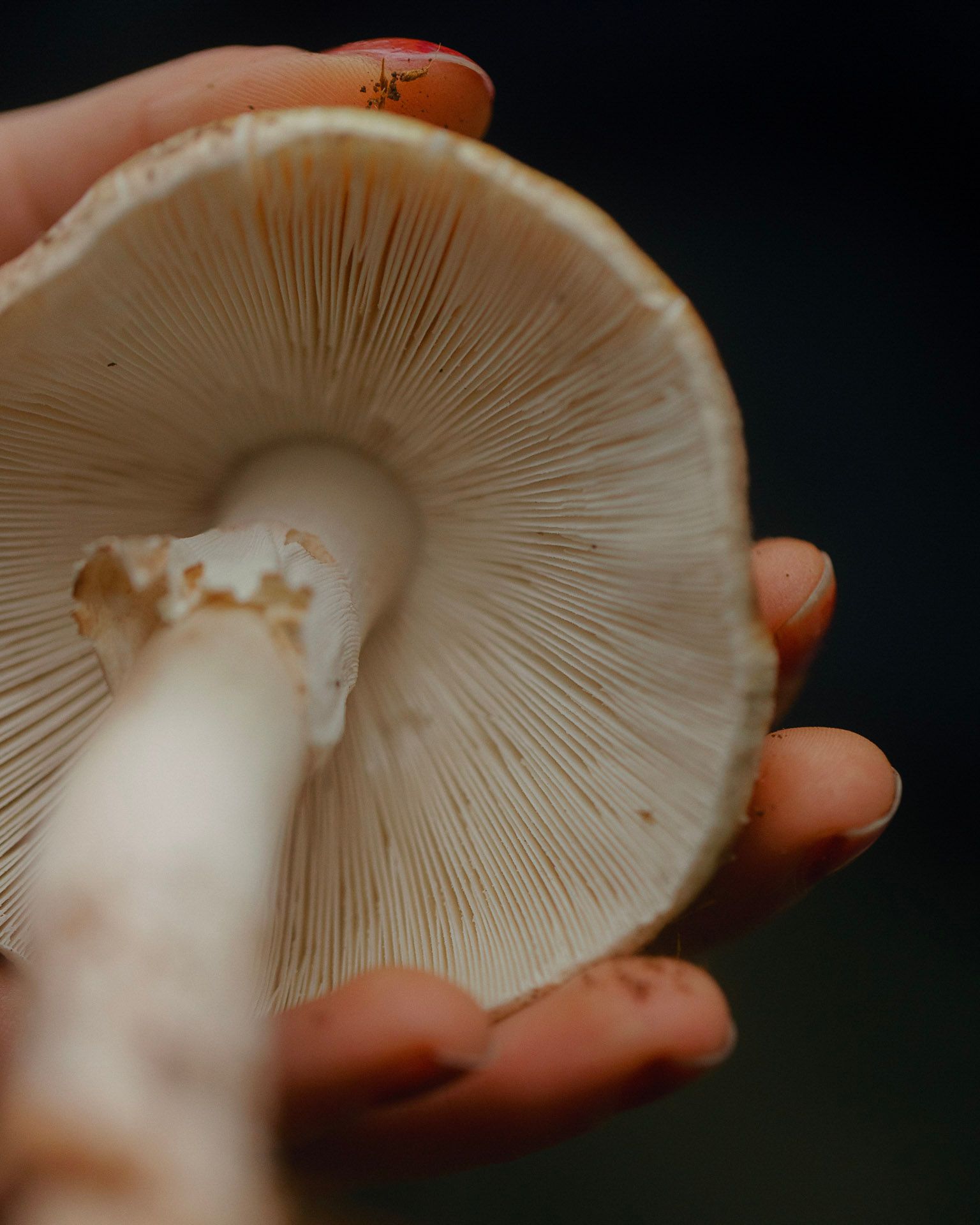 Fungi Tools